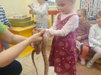 Agáta - užovka červená